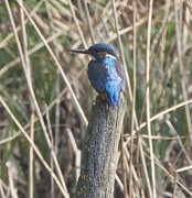 8th Apr 2015 - Kingfisher-Rye Meads