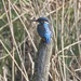 Kingfisher-Rye Meads by padlock