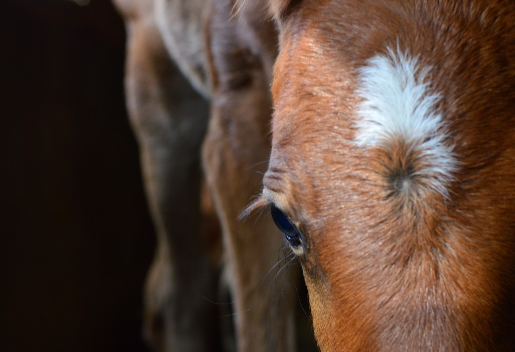 Foal Up Close by kareenking