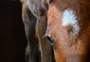 7th Apr 2015 - Foal Up Close