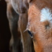 Foal Up Close by kareenking