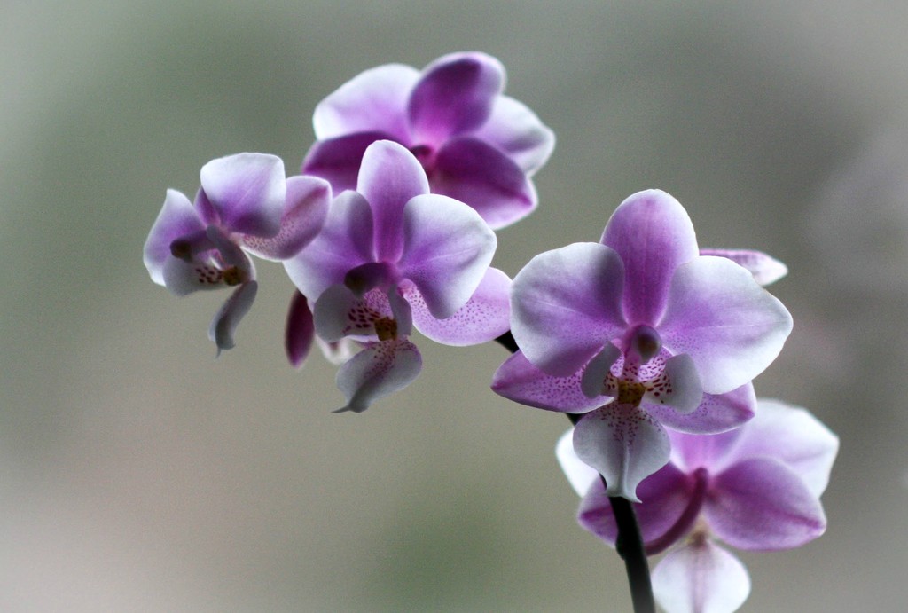 Phalaenopsis by mittens