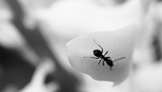 8th Apr 2015 - Ant
