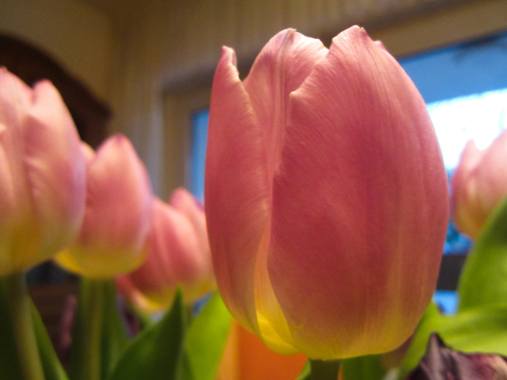 Easter Tulips by justaspark