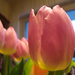 Easter Tulips by justaspark