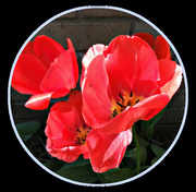 9th Apr 2015 - Tulips 