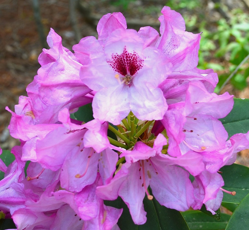 Azaleas, Magnolia Garden, Charleston, SC by congaree