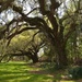 Two of my favorite live oaks at Magnolia Gardens by congaree