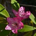 Sunlit azaleas by congaree