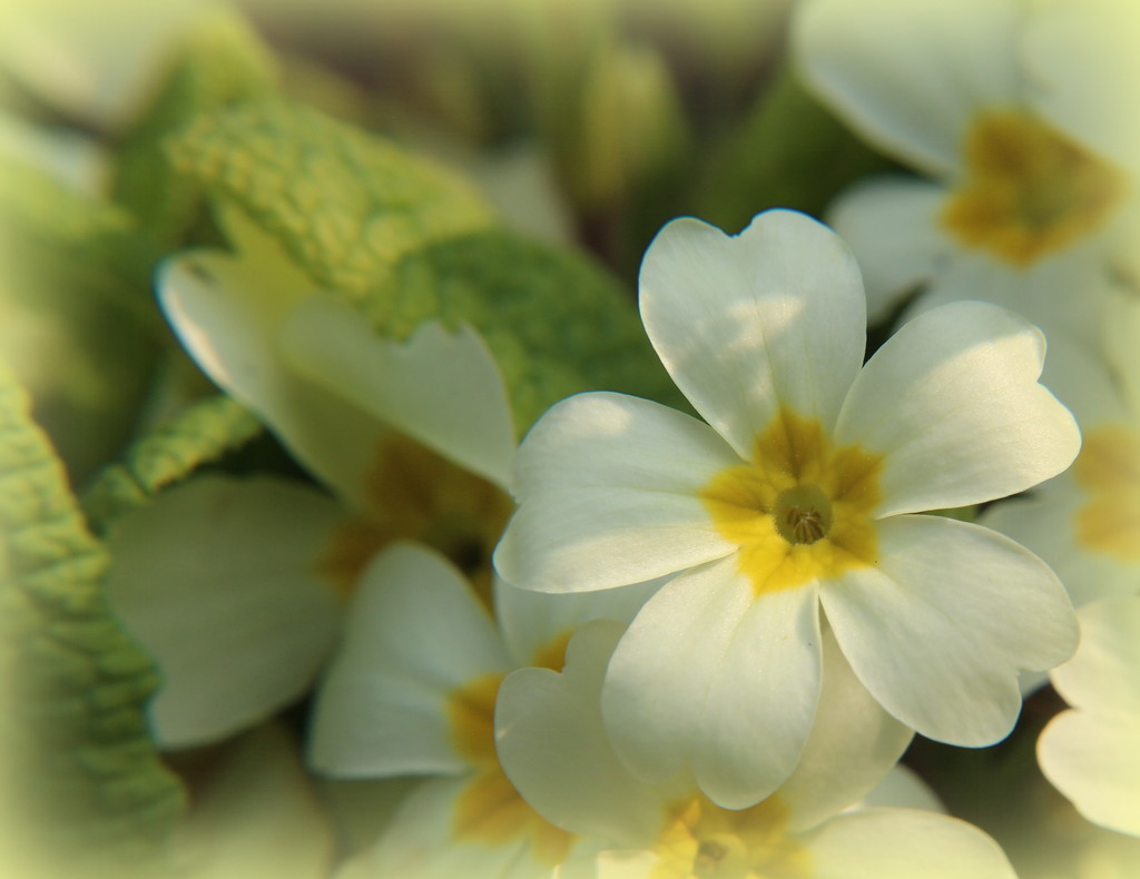Primroses by busylady