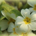 Primroses by busylady