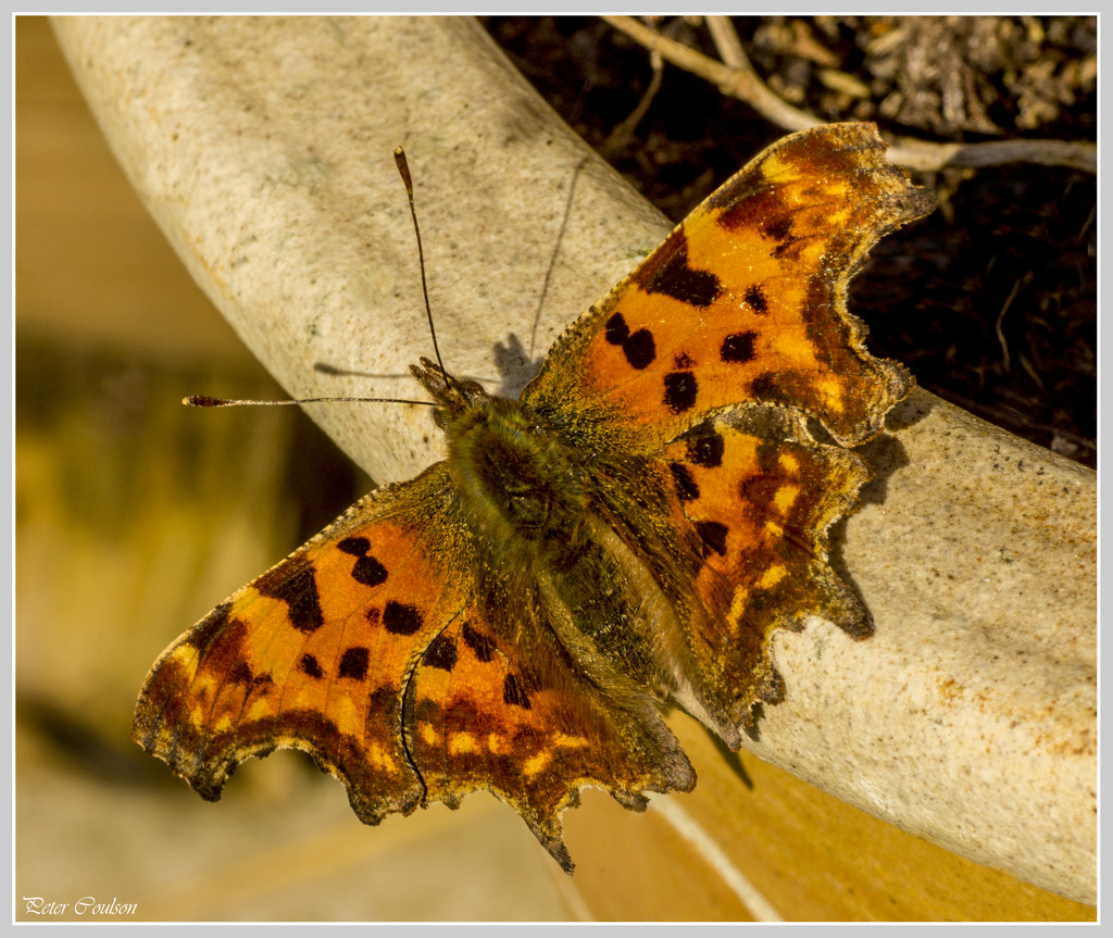 Comma Butterfly by pcoulson