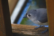 3rd Apr 2015 - Tufted Titmouse