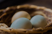 5th Apr 2015 - eggs
