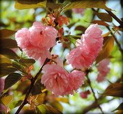 9th Apr 2015 - Pink trees!