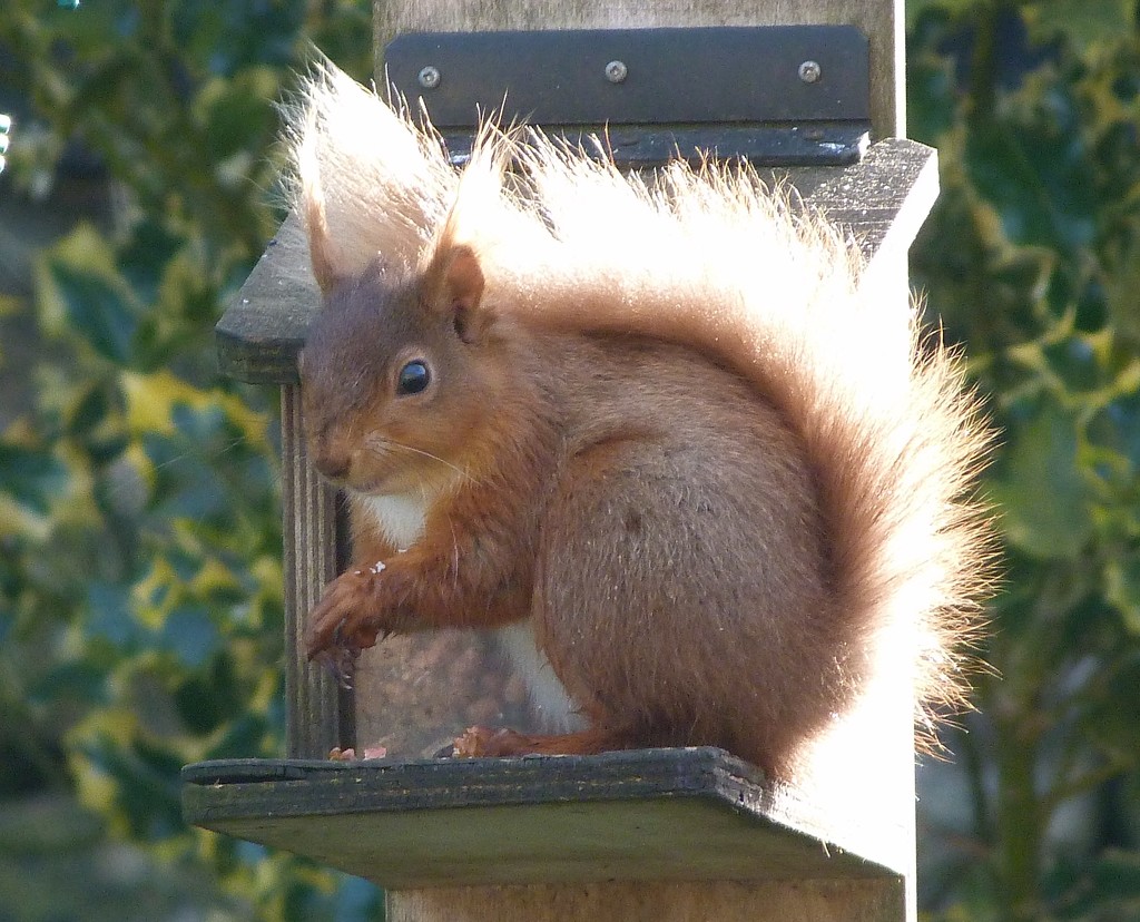 squirrel in the sun  by shirleybankfarm