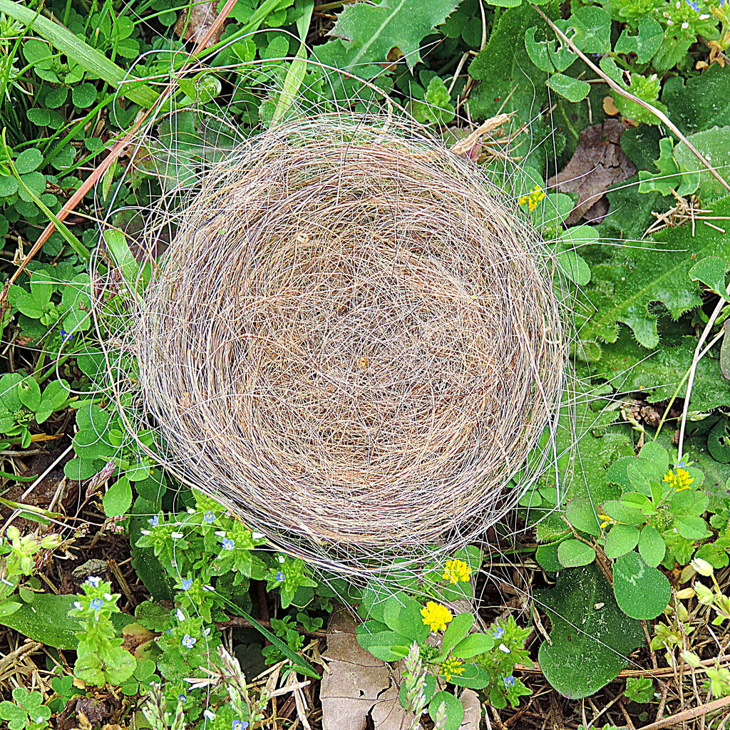 Beginner's nest? by homeschoolmom