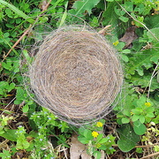 7th Apr 2015 - Beginner's nest?