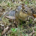 Chipmunk Rooting in the Grass by the Feeders by annepann