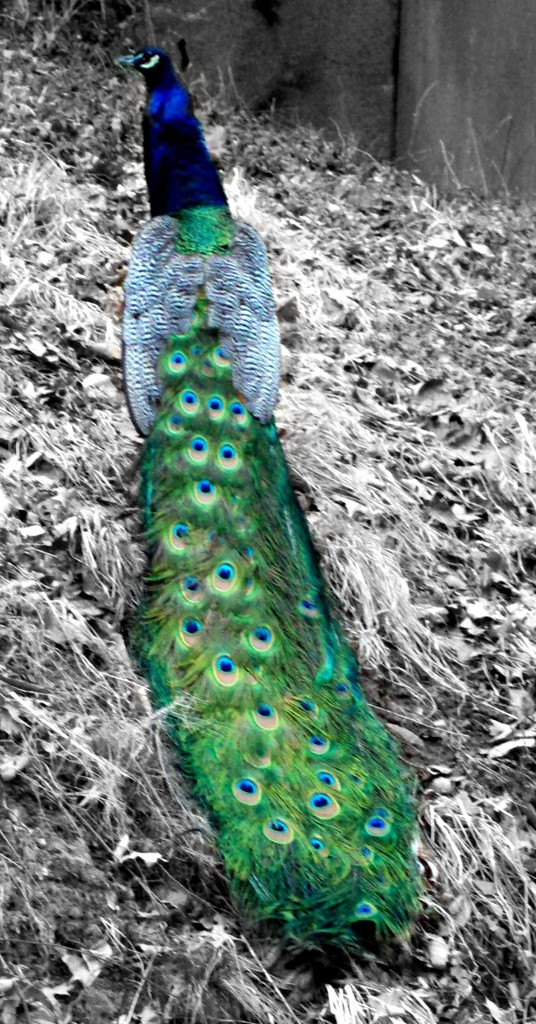 Peacock by jo38