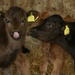 Calf nursery by callymazoo