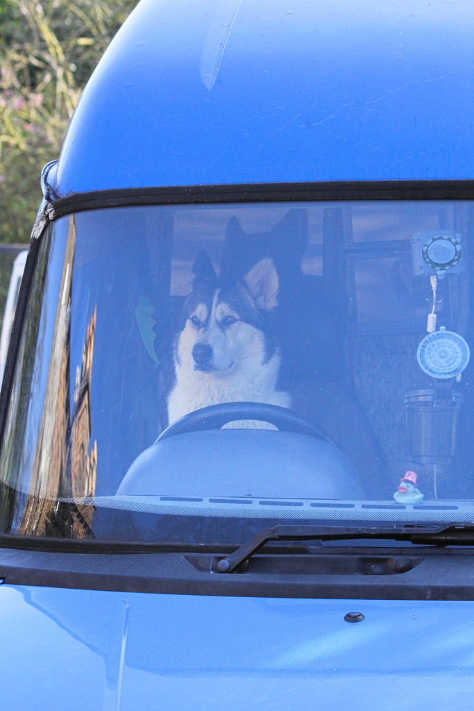 Dog Van Driver by phil_howcroft