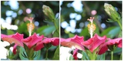 9th Apr 2015 - Hibiscus Flower