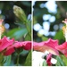 Hibiscus Flower by leestevo