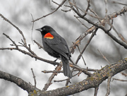8th Apr 2015 - Red-winged Blackbird