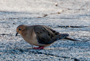 8th Apr 2015 - Mourning Dove