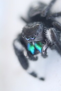 8th Apr 2015 - Jumping Spider