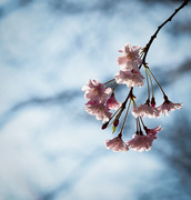 8th Apr 2015 - Blossoms