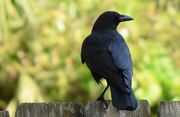 8th Apr 2015 - Noisy Blackbird