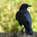 Noisy Blackbird by rickster549