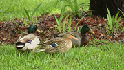 9th Apr 2015 - Eny, meeny, miny, mo, which Mr Duck do I choose