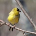 Another American Goldfinch by sunnygreenwood