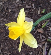 6th Apr 2015 - one daffodil 