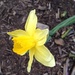 one daffodil  by wiesnerbeth