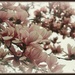 Magnolia Blossoms by essiesue