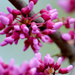 Redbud Buds... by lsquared