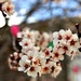 spring buds by dmdfday