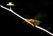 28th Mar 2015 - Red Dragonfly