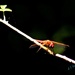 Red Dragonfly by flygirl