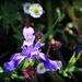 Spring Flowers in the Garden by markandlinda
