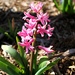 Pink Hyacinth by harbie