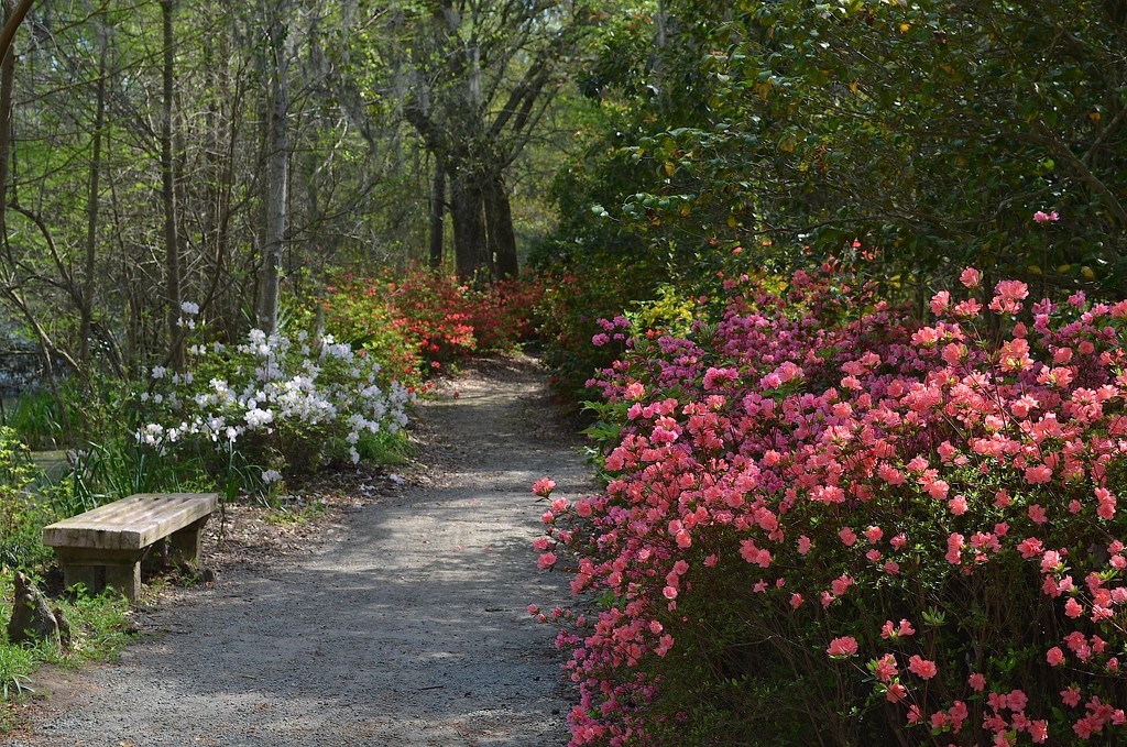 Cypress Gardens, Berkeley County, SC by congaree