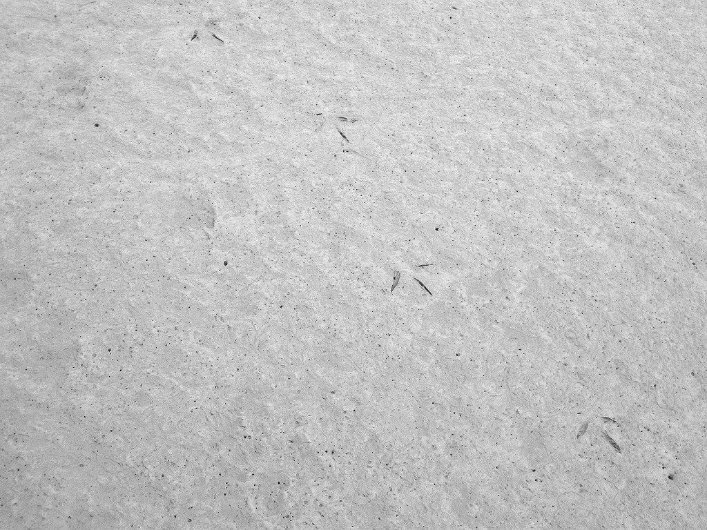 birdprints by steveandkerry