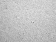 16th Jan 2013 - birdprints