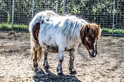 9th Apr 2015 - My Little Pony 