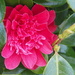 Camellia by philhendry